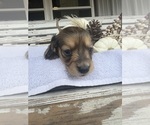 Small #2 Dachshund