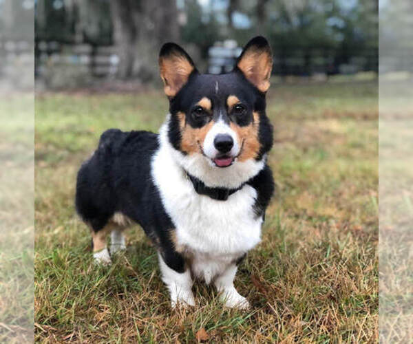 Medium Photo #1 Pembroke Welsh Corgi Puppy For Sale in OCALA, FL, USA