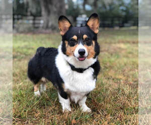 Father of the Pembroke Welsh Corgi puppies born on 04/22/2025