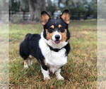 Small Photo #1 Pembroke Welsh Corgi Puppy For Sale in OCALA, FL, USA