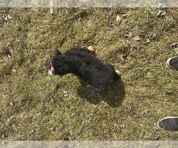 Medium Photo #3 Bernese Mountain Dog Puppy For Sale in ATHENS, WI, USA