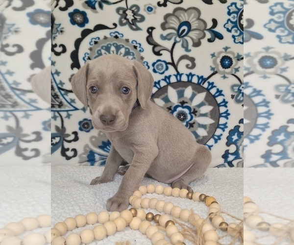 Medium Photo #2 Weimaraner Puppy For Sale in LEWISBURG, KY, USA