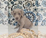 Small Photo #7 Weimaraner Puppy For Sale in LEWISBURG, KY, USA