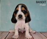 Puppy Bandit Basset Hound