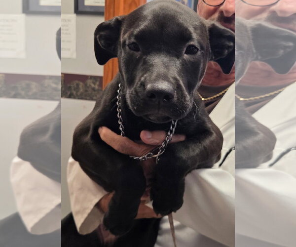 Medium Photo #2 Labrador Retriever-Unknown Mix Puppy For Sale in Spring Lake, NJ, USA