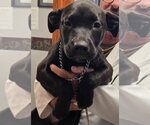 Small #1 Labrador Retriever Mix