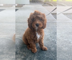 Cavapoo (Standard) Puppy for sale in LANCASTER, PA, USA