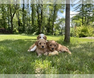 Cavapoo Puppy for sale in LAKELAND, MN, USA