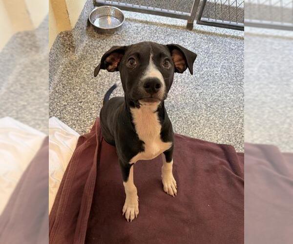 Medium Photo #1 Labrador Retriever-Unknown Mix Puppy For Sale in Brewster, MA, USA