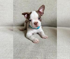 Boston Terrier Puppy for sale in DELAND, FL, USA