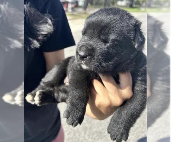 Medium Photo #1 Labrador Retriever-Unknown Mix Puppy For Sale in Houston, TX, USA