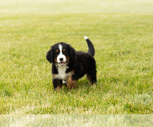 Bernese Mountain Dog Puppy for sale in SHIPSHEWANA, IN, USA