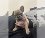 Small #4 French Bulldog