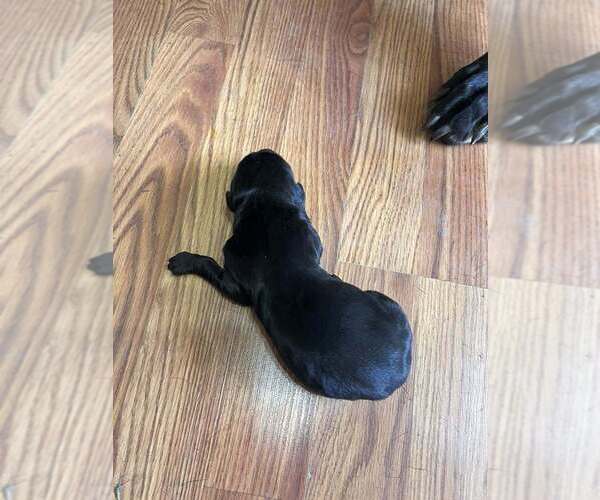 Medium Photo #1 Great Dane Puppy For Sale in MAYSVILLE, KY, USA