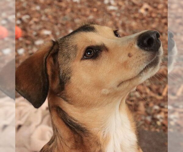 Medium Photo #2 Siberian Husky-Unknown Mix Puppy For Sale in Sequim, WA, USA