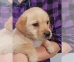 Small #8 Labrador Retriever