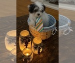 Small Photo #42 Shih-Poo Puppy For Sale in DINWIDDIE, VA, USA