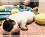 Small Photo #12 Australian Cattle Dog Puppy For Sale in PAHRUMP, NV, USA