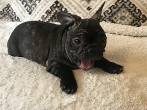 French Bulldog Puppy for sale in CHARLESTON, SC, USA