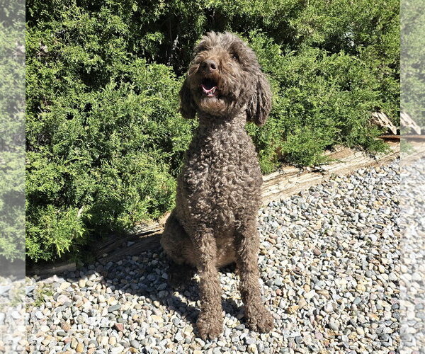 Medium Photo #2 Poodle (Standard) Puppy For Sale in Albuquerque, NM, USA