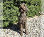 Small #1 Poodle (Standard)
