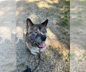Akita Dogs for adoption in Newton, NC, USA