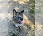 Small Akita