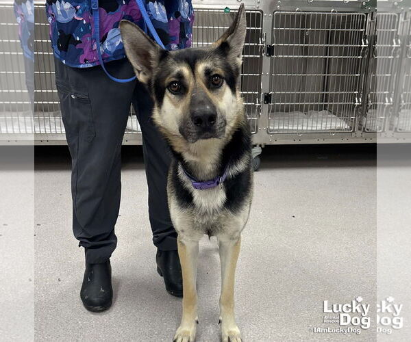 Medium Photo #1 German Shepherd Dog-Unknown Mix Puppy For Sale in Washington, DC, USA