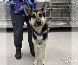 German Shepherd Dog-Unknown Mix Dogs for adoption in Washington, DC, USA