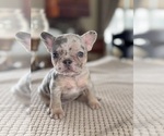 Puppy Tootsie French Bulldog