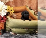 Puppy Jack Yorkipoo