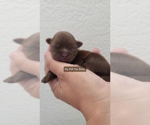 Shih Tzu Puppy for sale in COLORADO SPRINGS, CO, USA