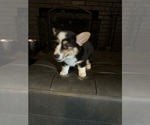 Small #10 Pembroke Welsh Corgi