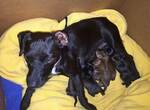 Puppy 5 Patterdale Terrier