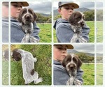 Puppy 4 Wirehaired Pointing Griffon