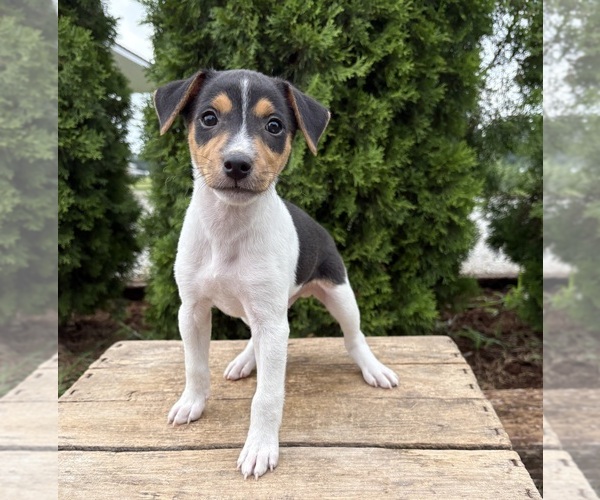 Medium Photo #3 Jack-Rat Terrier Puppy For Sale in MIDDLEBURY, IN, USA