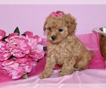 Small #1 Poodle (Toy)