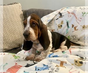Basset Hound Puppy for sale in VILLA RIDGE, MO, USA