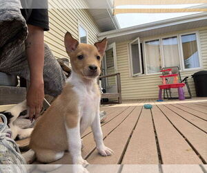 Australian Shepherd-Unknown Mix Dogs for adoption in Plainfield, IL, USA