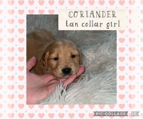 Full screen Photo #11 Golden Retriever Puppy For Sale in LIME SPRINGS, IA, USA
