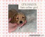 Small Photo #11 Golden Retriever Puppy For Sale in LIME SPRINGS, IA, USA
