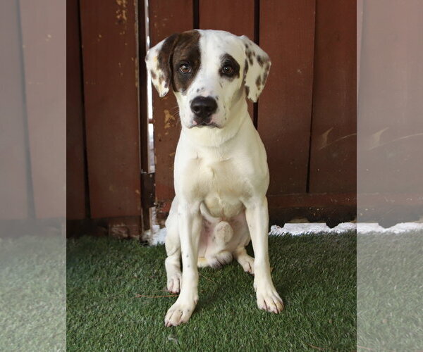 Medium Photo #3 Harrier-Unknown Mix Puppy For Sale in Oakland Park, FL, USA