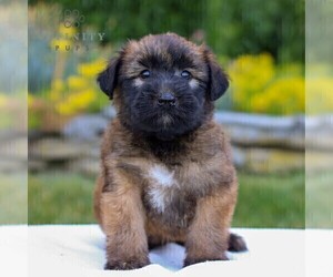 Soft Coated Wheaten Terrier Puppy for sale in LITITZ, PA, USA