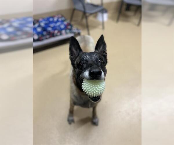 Medium Photo #1 German Shepherd Dog Puppy For Sale in Chula Vista, CA, USA