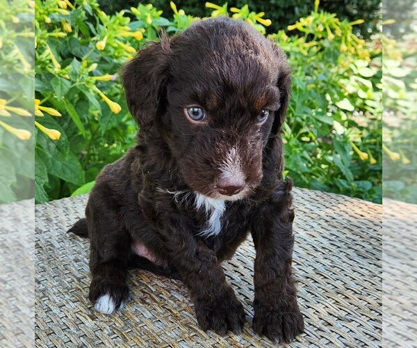 Medium Photo #3 F2 Aussiedoodle Puppy For Sale in COLUMBIA, TN, USA