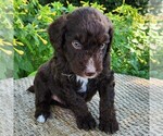 Small #2 F2 Aussiedoodle