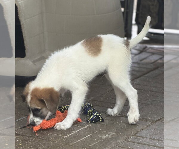 Medium Photo #2 Great Pyrenees Puppy For Sale in Yardley, PA, USA