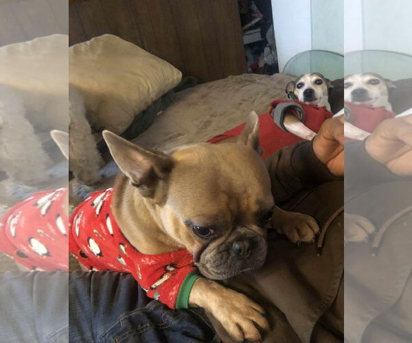 Medium Photo #5 French Bulldog Puppy For Sale in Escondido, CA, USA