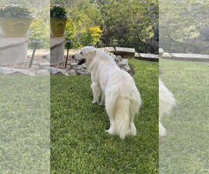 Great Pyrenees Dogs for adoption in Houston, TX, USA