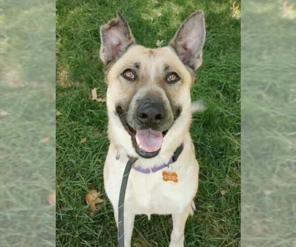 Medium Photo #5 German Shepherd Dog-Unknown Mix Puppy For Sale in Woodland, CA, USA